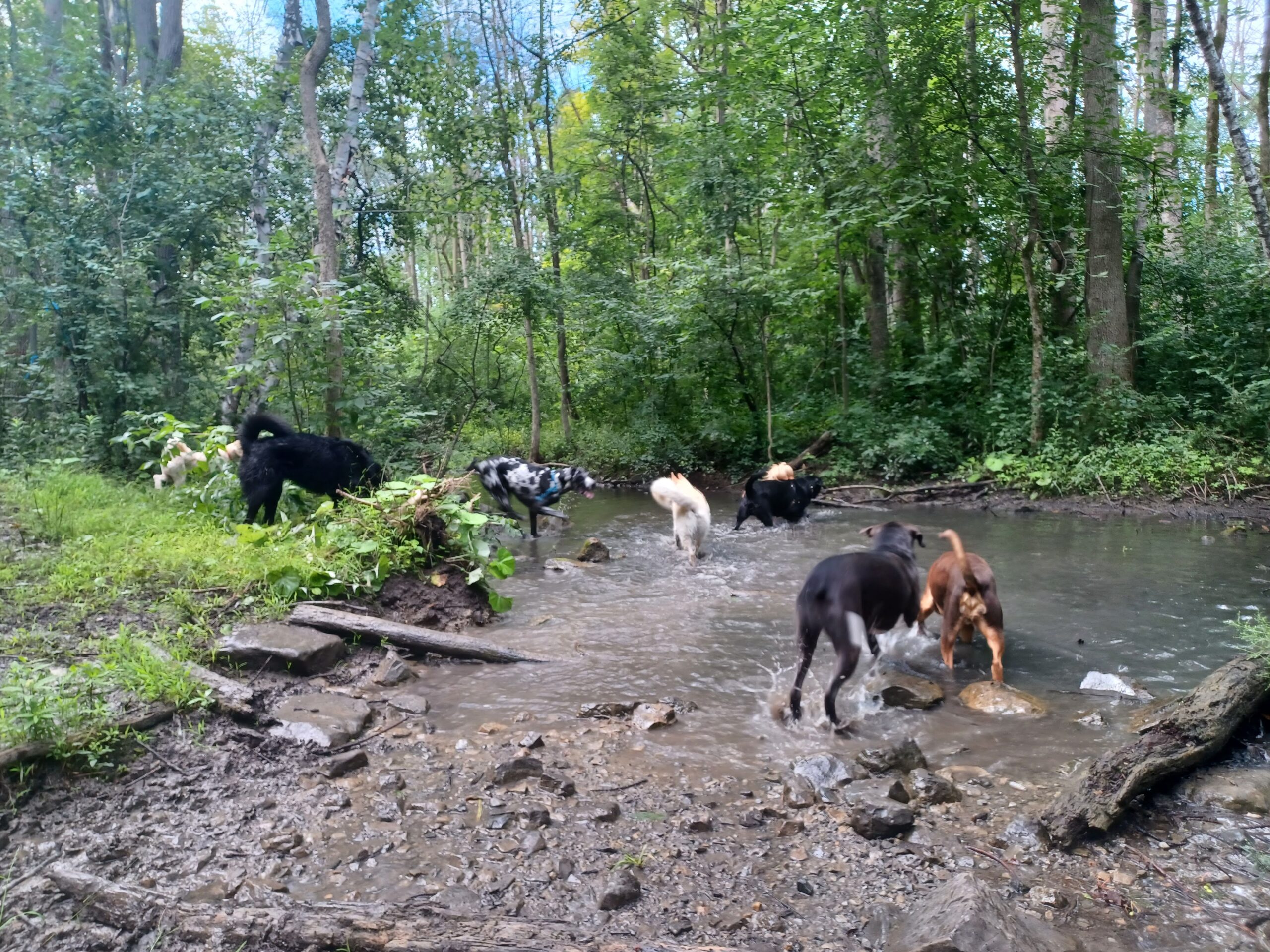 dogs in a creek