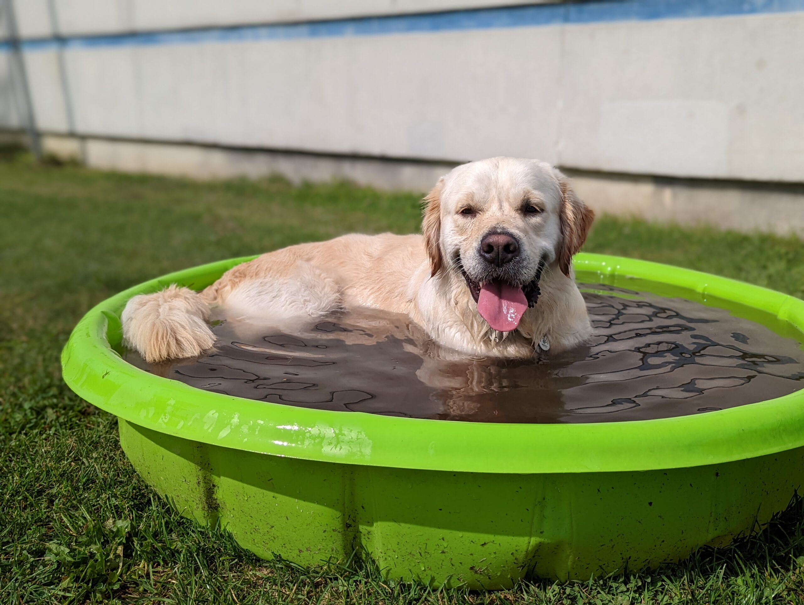 dog in a kiddie pool