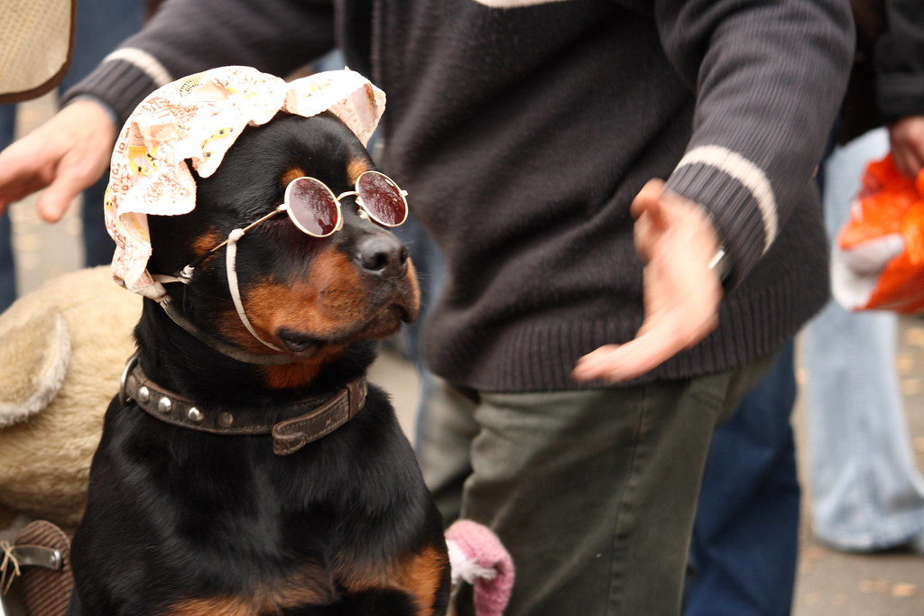 dog dressed in hat and glasses