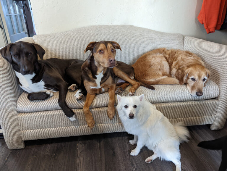 3 dogs lying on the couch at the doggy daycare and boarding center