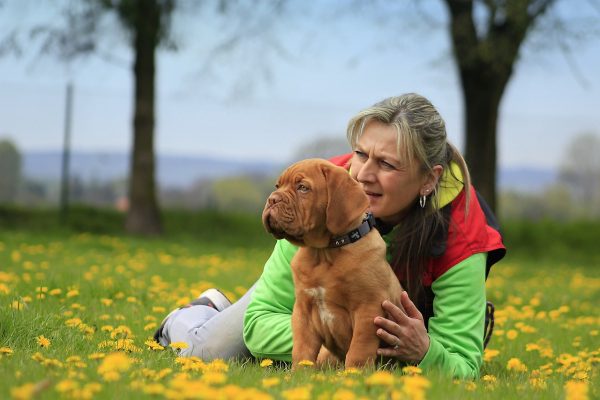 burgundy, dog, dogue-1351683.jpg